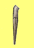 zalo